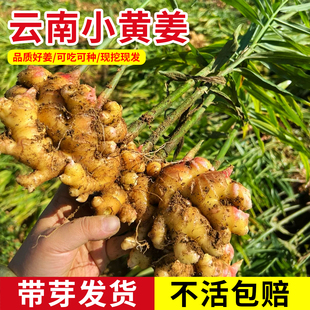 云南小黄姜种正宗老品种现挖带芽生姜老姜大姜秧苗洋姜姜苗秧种植