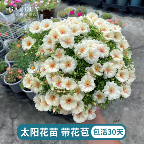 太阳花苗带花苞发货网红重瓣宿根