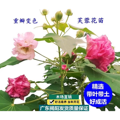 当年开花盆栽重瓣醉芙蓉花苗