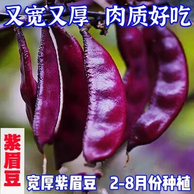 紫眉豆种子丰产早熟豆角猪耳朵红