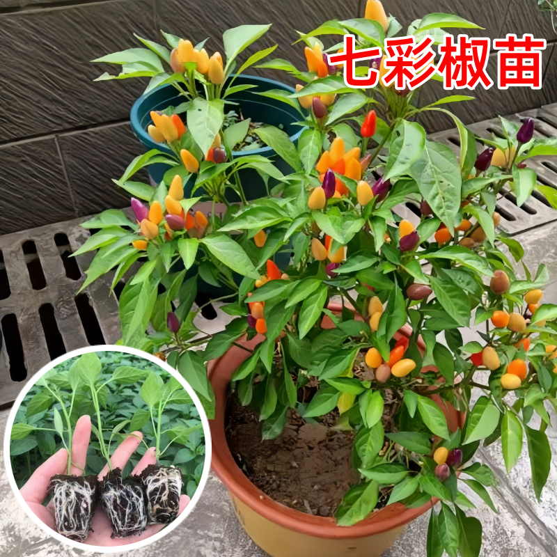 七彩辣椒苗秧苗五彩泡椒苗食用苗