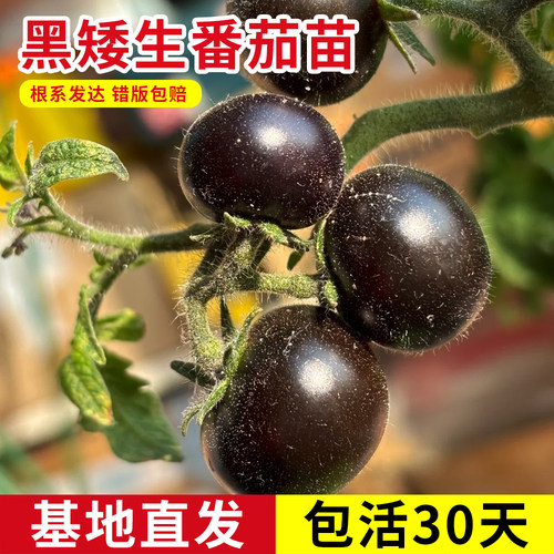 矮生黑番茄圣女果秧苗超甜易种