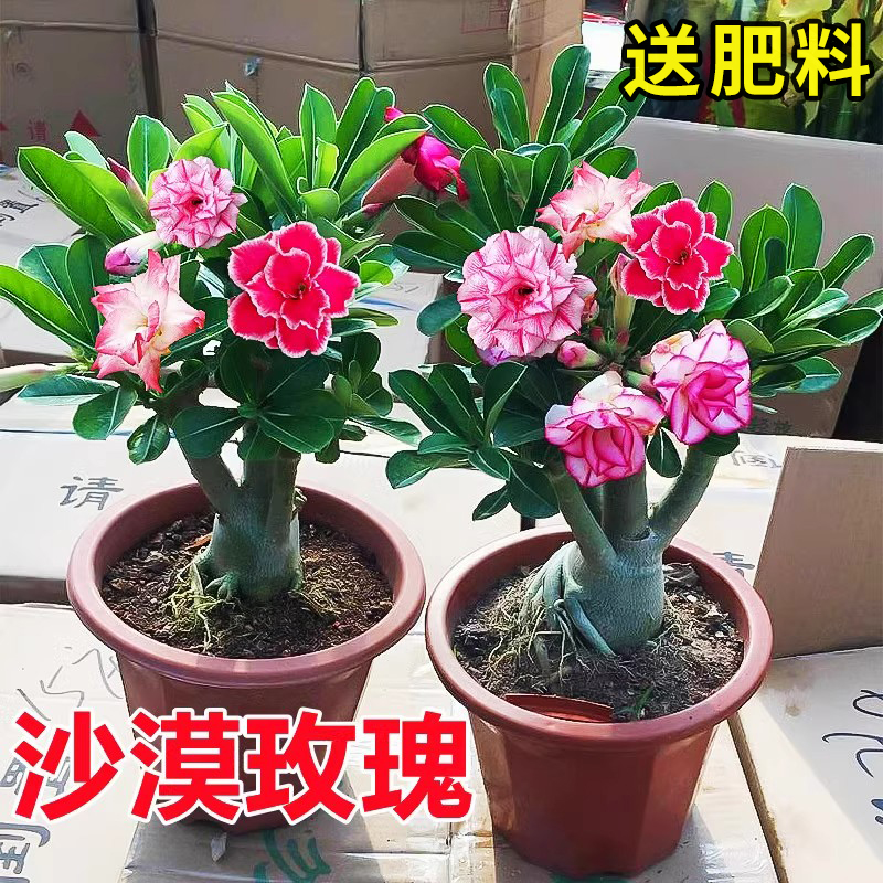 重瓣沙漠玫瑰花苗盆栽四季花卉