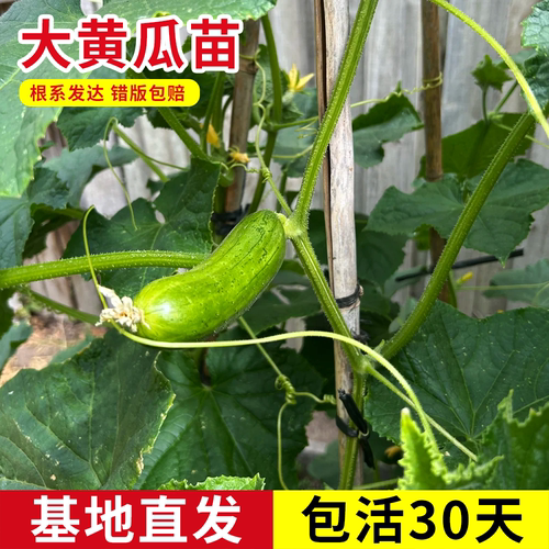黄瓜苗秧苗带土球带根大黄瓜苗