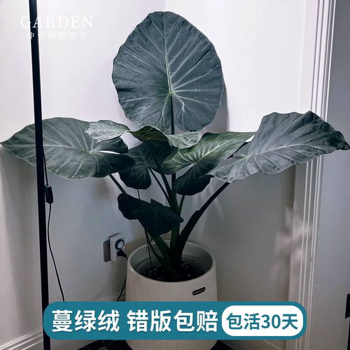 帝王盾海芋蔓绿绒麦观叶绿植盆栽