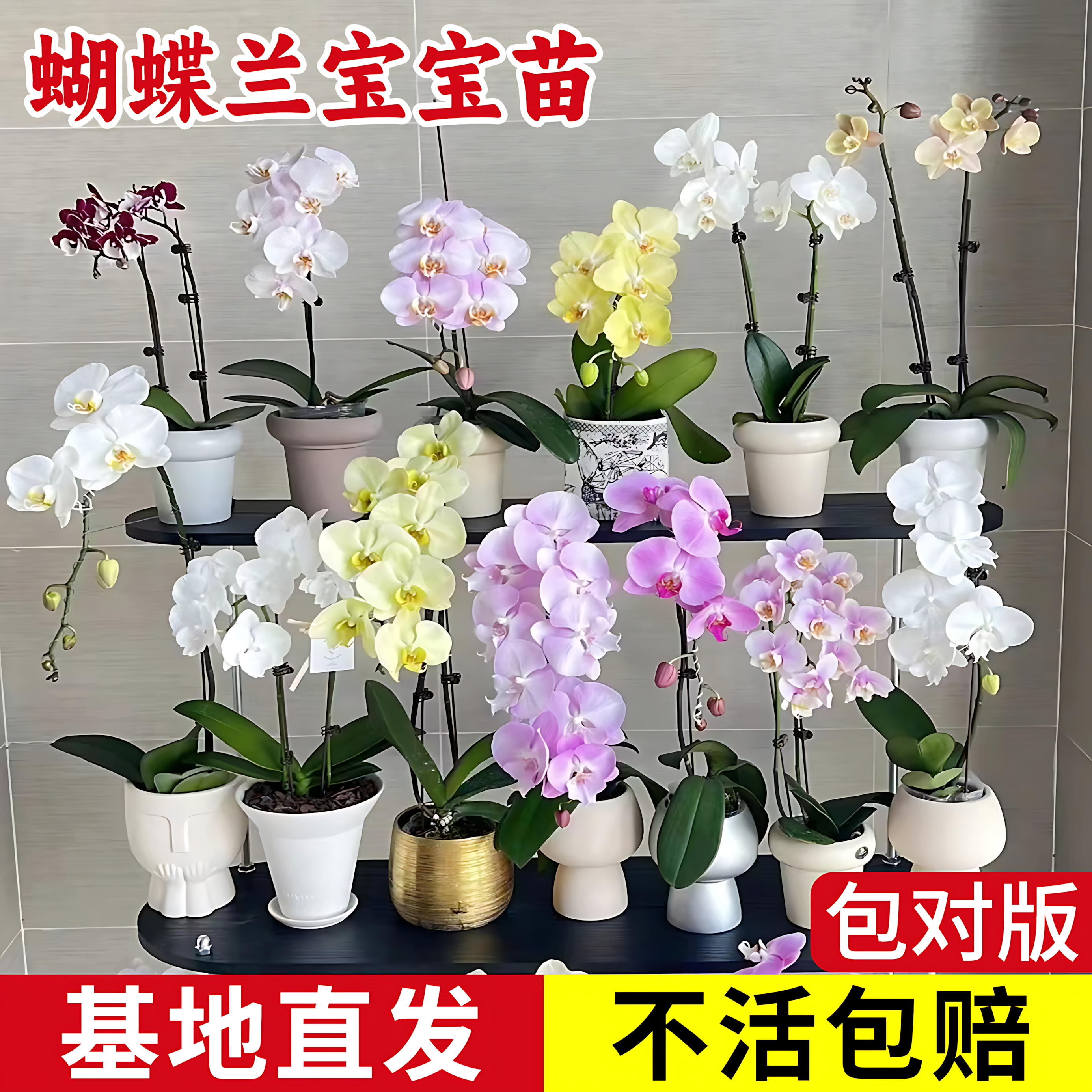 1.7寸蝴蝶兰小苗婴儿苗绿植盆栽