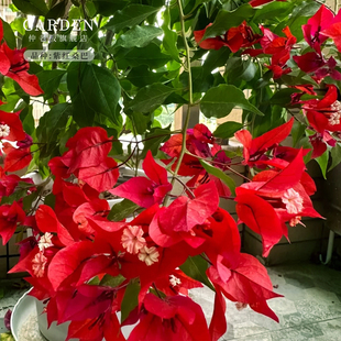 紫红桑巴三角梅盆栽大苗重瓣勤花老桩室内外爬藤植物多季开花好养