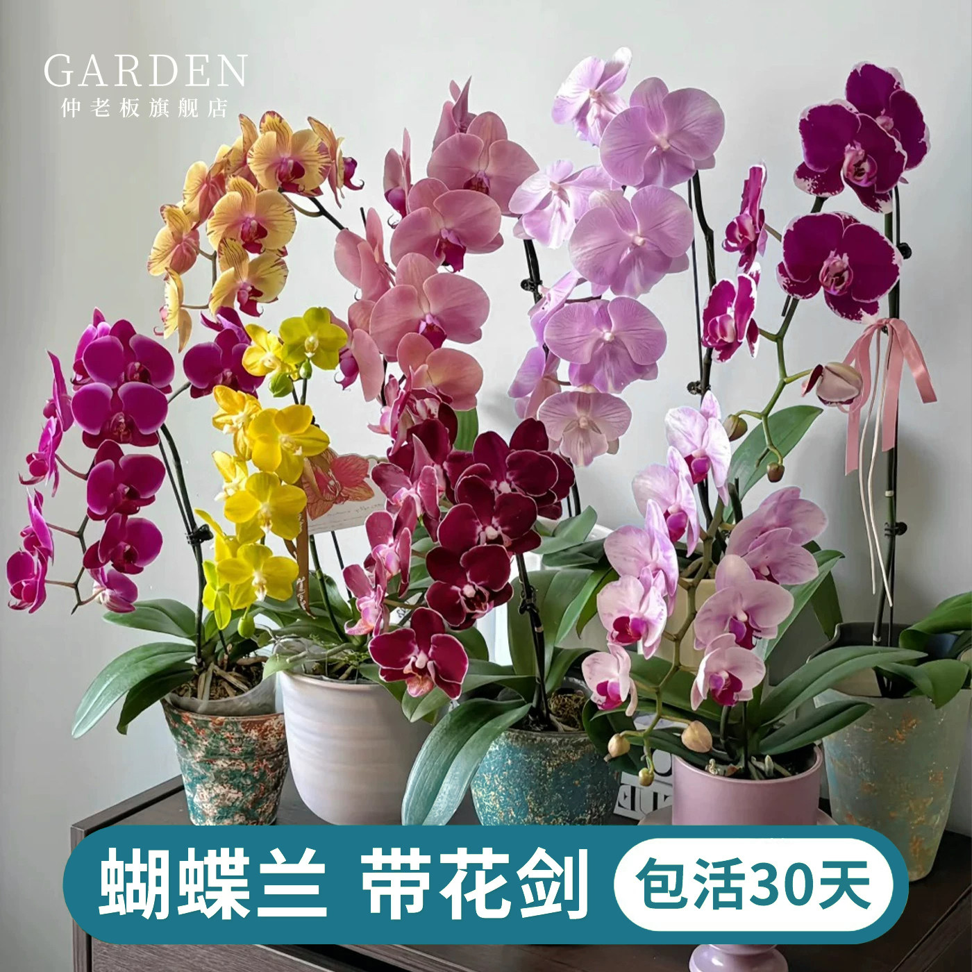 蝴蝶兰花苗带花剑带花苞盆栽年宵花大苗客厅室内植物花卉四季好养