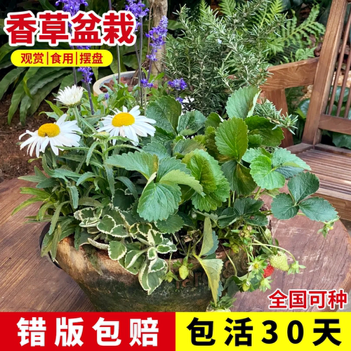 香草薄荷留兰香盆栽可食用植物