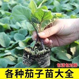茄子苗绿长茄圆茄白烧烤茄秧四季 盆栽精选种子种籽发货菜苗子基地