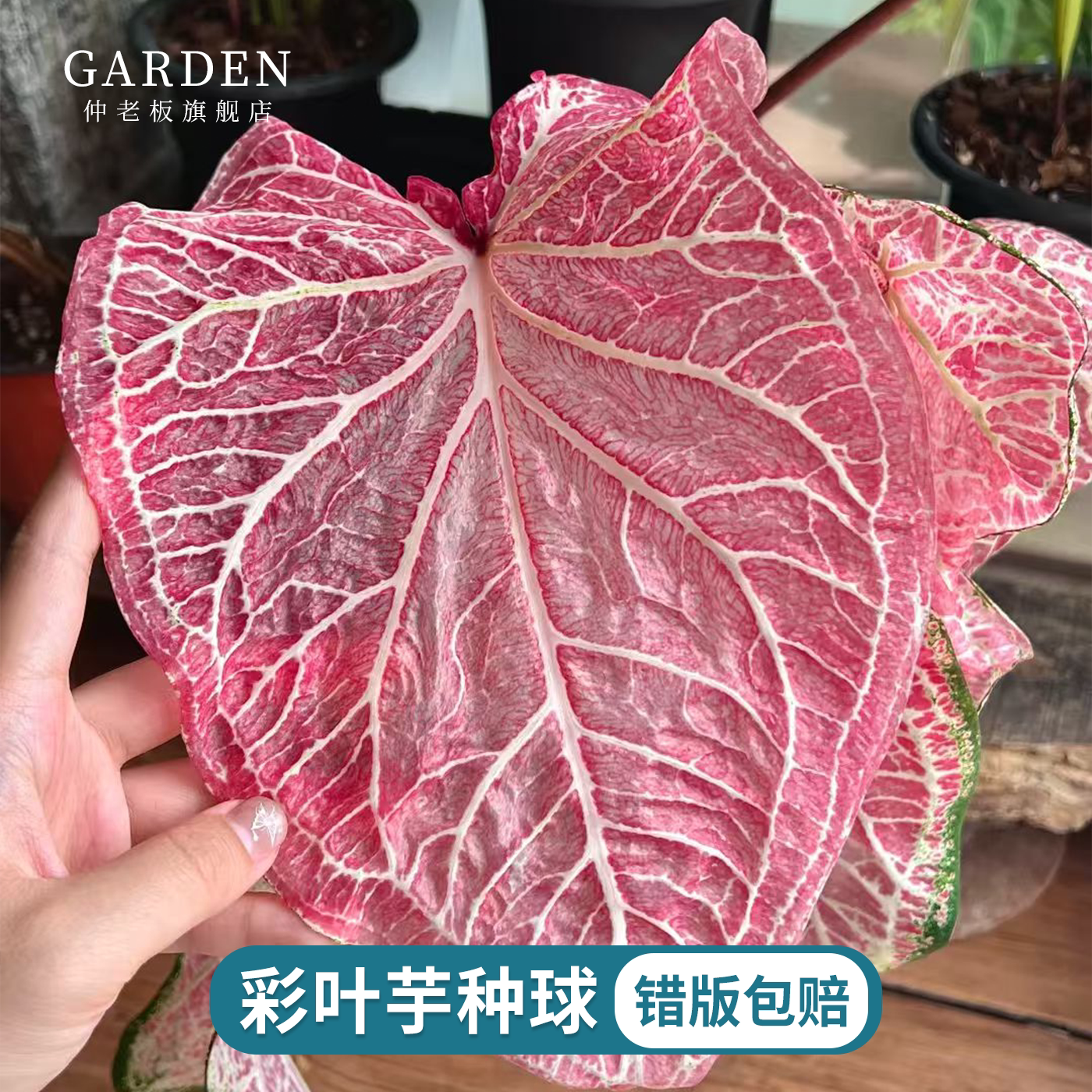 彩叶芋种球白色恋人粉色飞溅植物图片