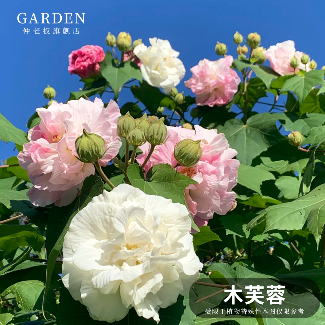 木芙蓉芙蓉树苗重瓣醉芙蓉花苗三醉芙蓉变色耐寒室内外绿化好养