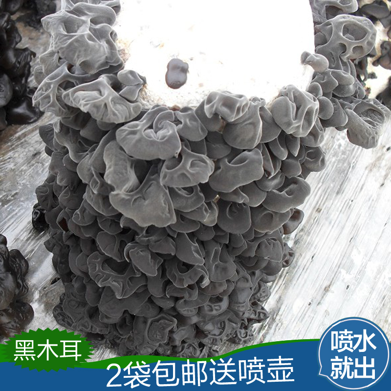 黑木耳菌包蘑菇种植包菌菇包种盆栽蘑菇食用菌棒包邮室内蘑菇
