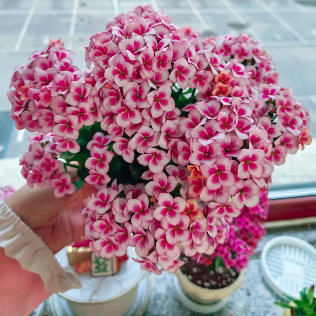 索罗长寿花重瓣大花花苗好养