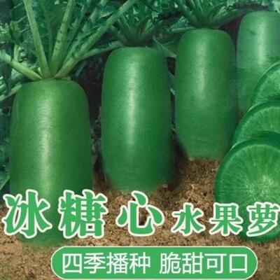 生吃水果萝卜种子 里外青萝卜沙窝萝卜口感脆甜水多农家蔬菜种子