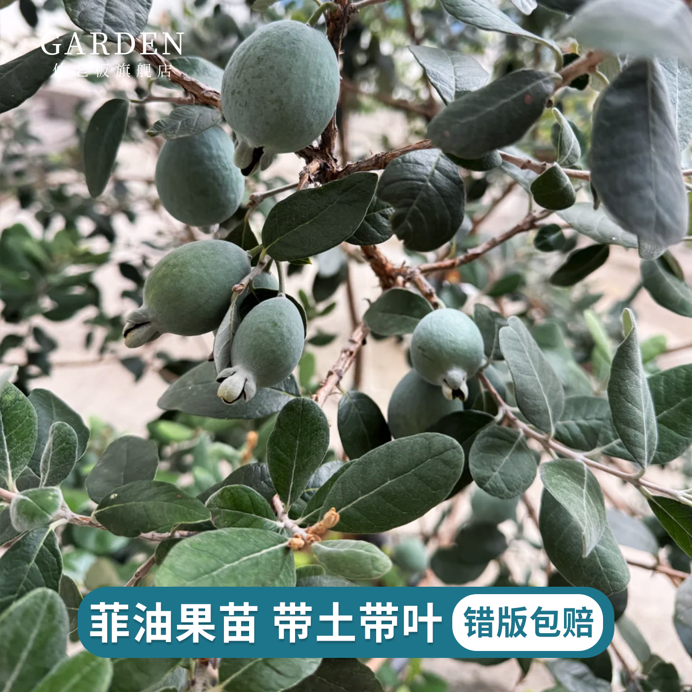 安德烈菲油果树苗盆栽斐济果水果树苗盆栽嫁接南北方庭院阳台花园