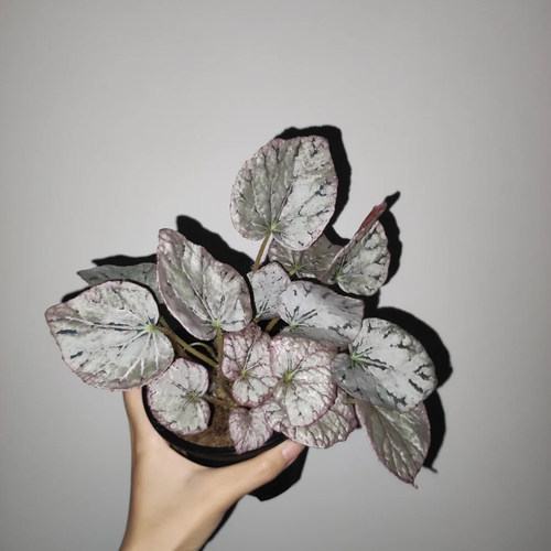 银币秋海棠室内绿植观叶赏花盆栽