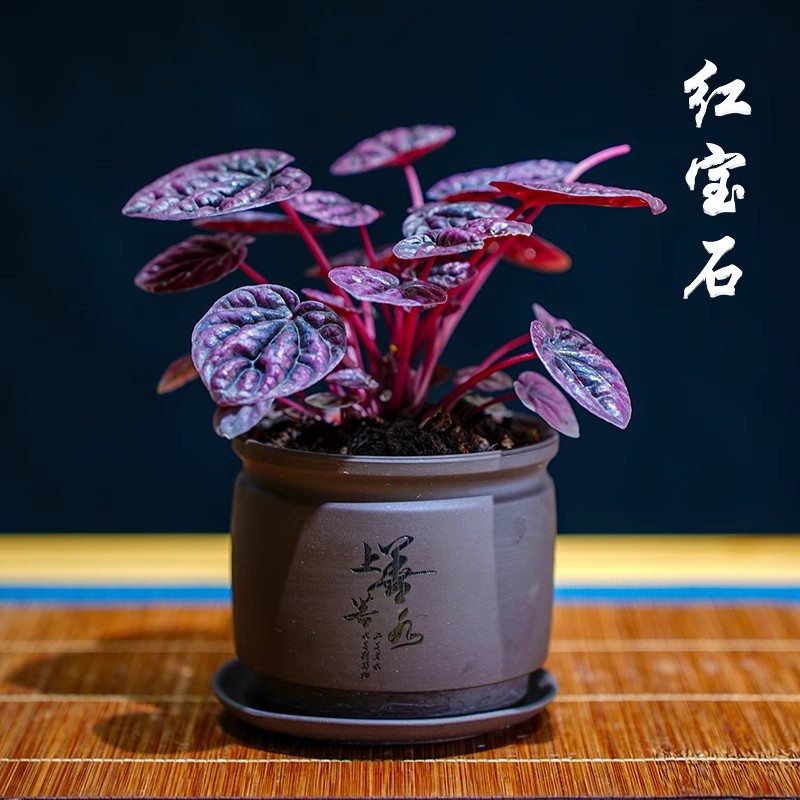 红宝石苔藓球红美人皱叶椒草盆栽