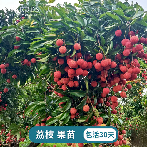 荔枝树苗嫁接苗无核桂味妃子笑