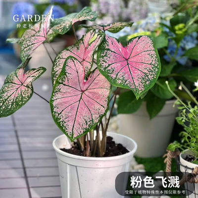 粉色飞溅彩叶芋网红ins绿植盆栽