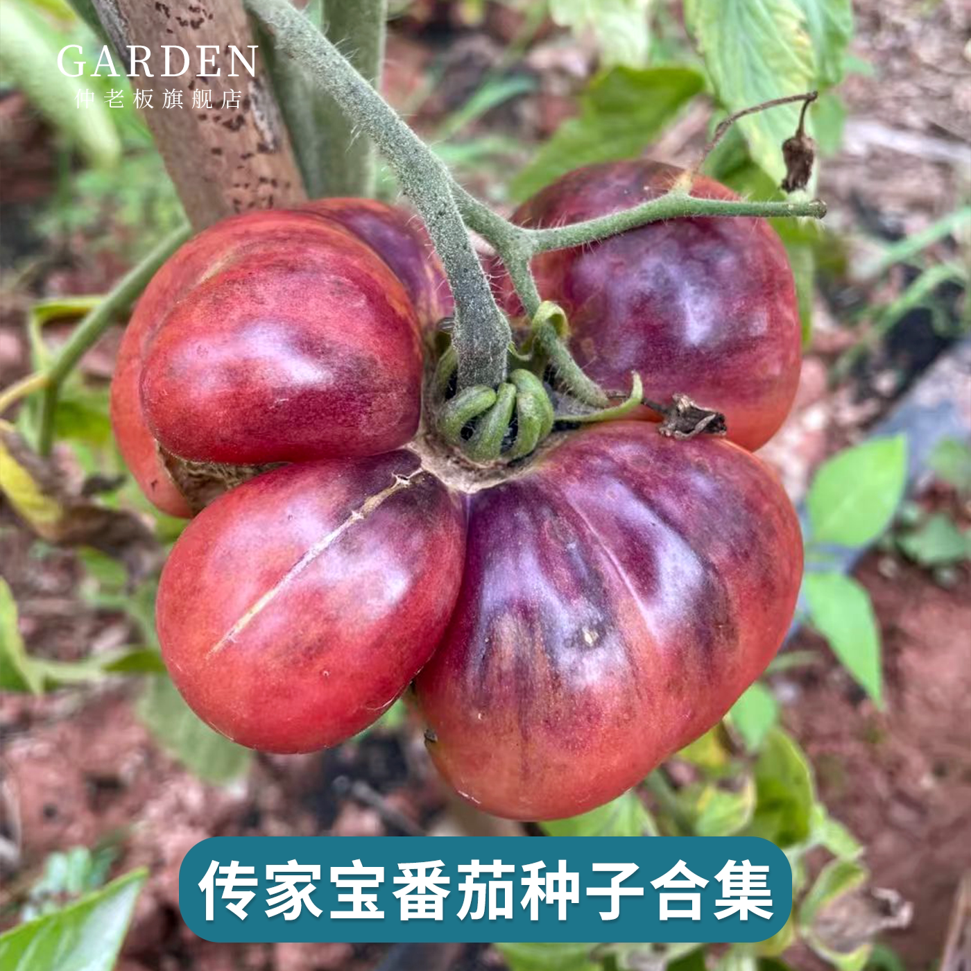 传家宝樱桃小番茄种子合集大全