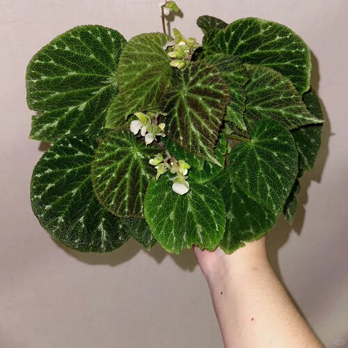 绿丝绒秋海棠网红绿植盆栽