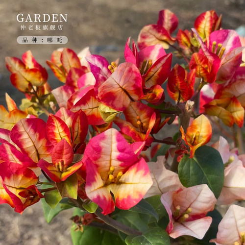 多色三角梅盆栽苗爬藤庭院老桩苗