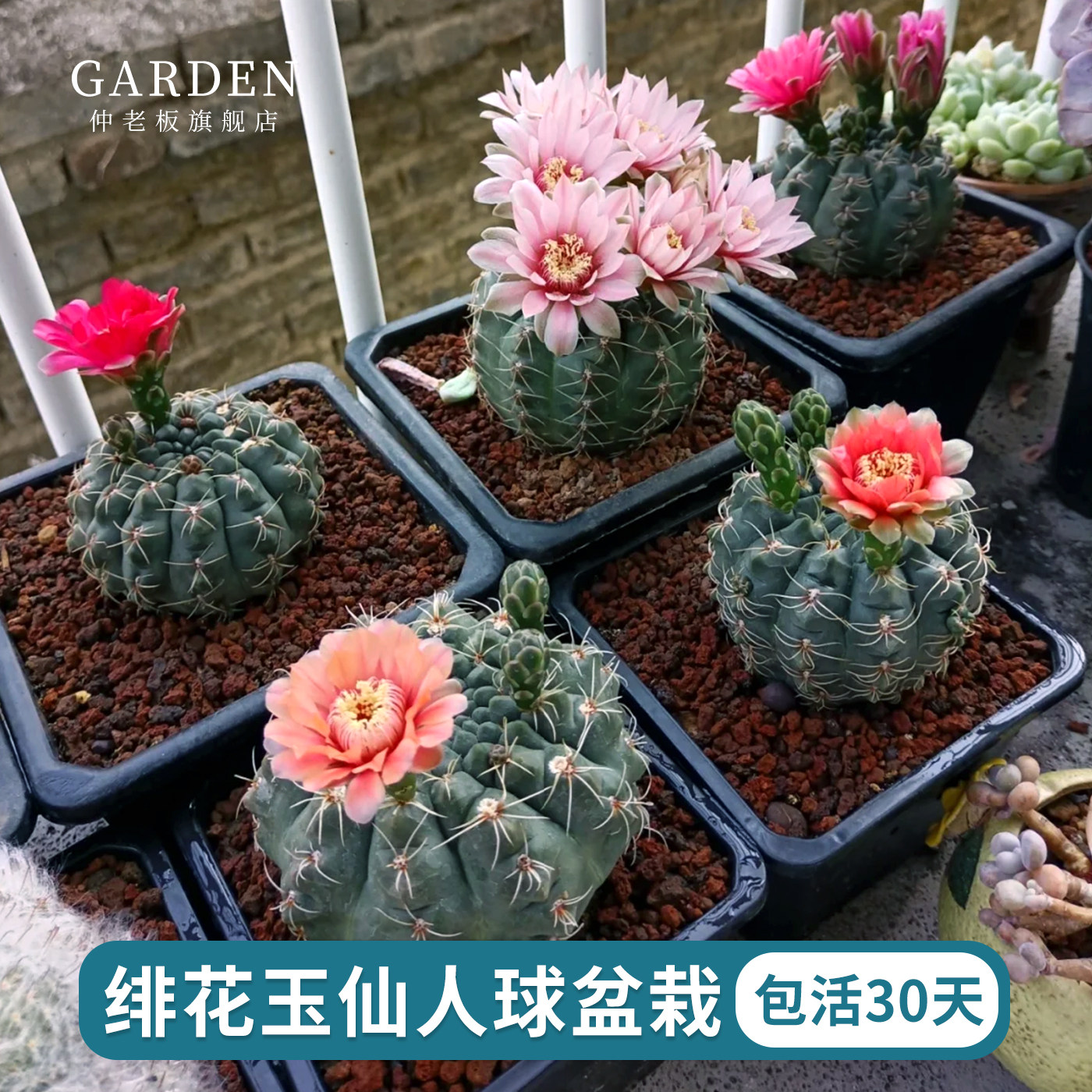 绯花玉仙人球盆栽容易开花好养活净化空气耐热桌摆办公室花卉绿植,鲜花速递/花卉仿真/绿植园艺,多肉植物,淘宝优惠券,粉丝福利购,淘宝优惠卷