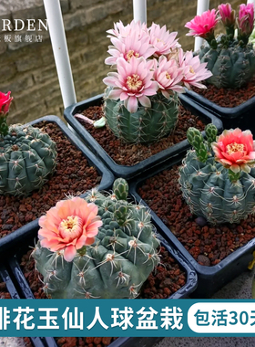 绯花玉仙人球盆栽容易开花好养活净化空气耐热桌摆办公室花卉绿植