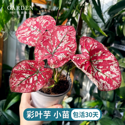 彩叶芋小苗穴盘苗植物盆栽热植