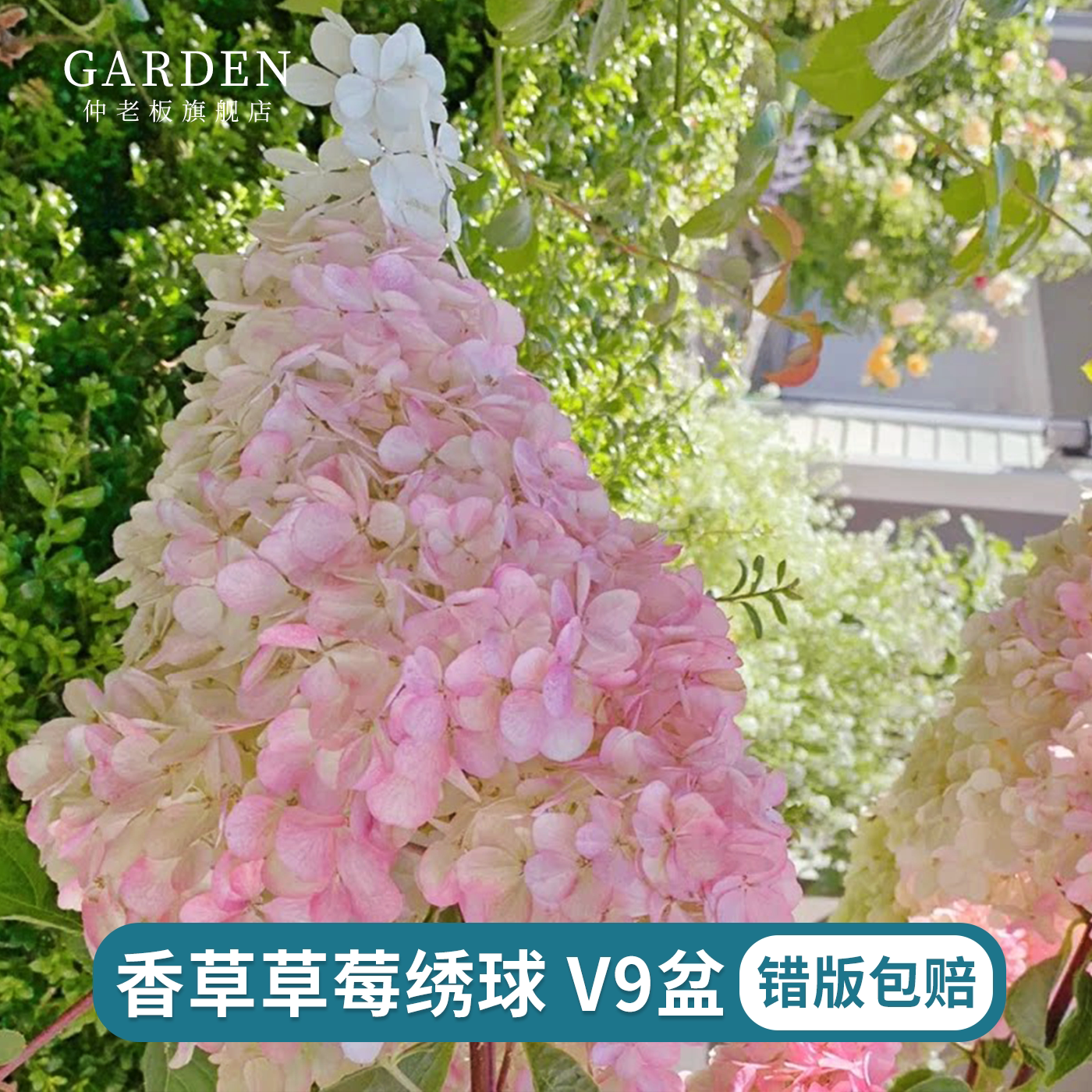 香草草莓圆锥绣球耐寒耐热植物