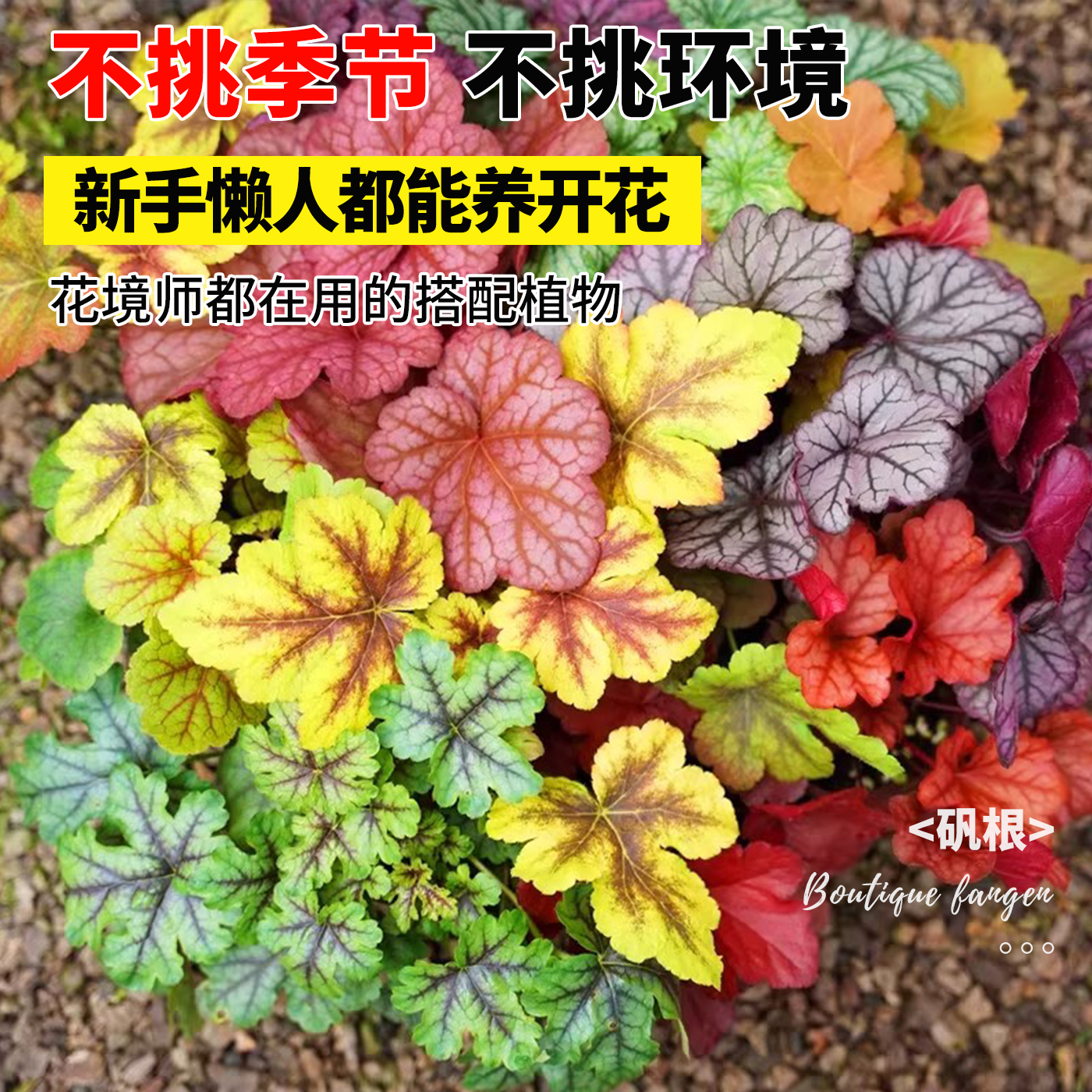 矾根花苗室外植物盆栽大苗花卉