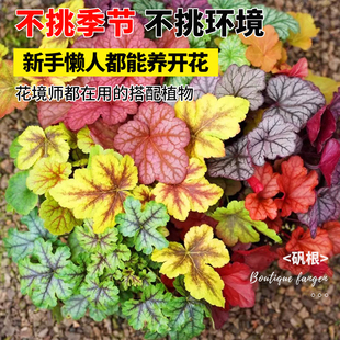 矾根花苗室外植物盆栽大苗耐寒庭院观叶组合草花小苗地栽绿植花卉