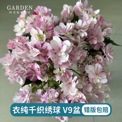 衣纯千织绣球花苗盆栽花卉植物