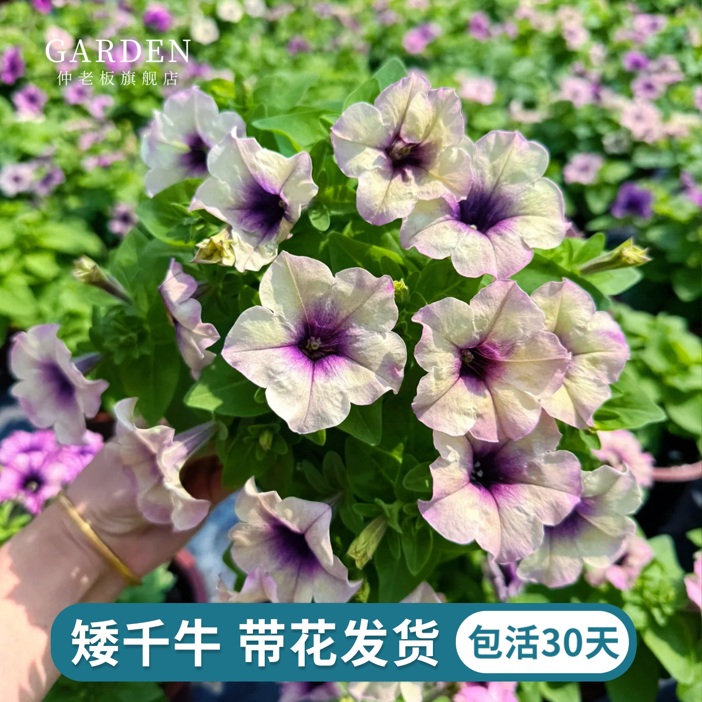 重瓣矮牵牛花苗盆栽带花苞大苗