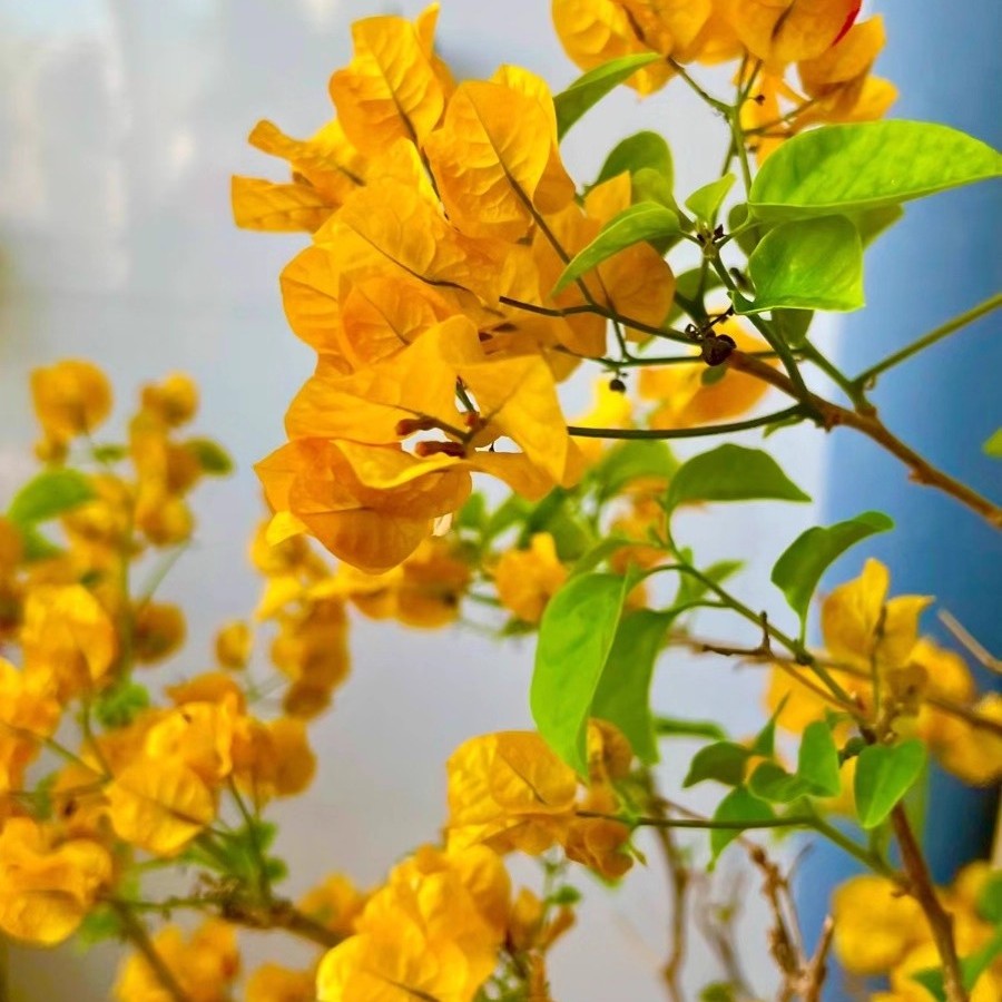 三角梅盆栽加州黄金带花老绿植