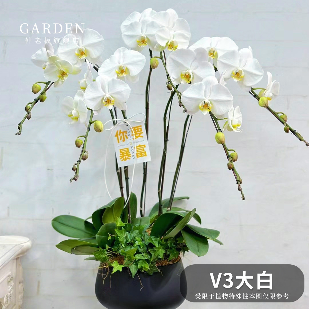 V3大白带花剑白色蝴蝶兰大花品种优雅经典室内桌面高档盆栽年宵花,鲜花速递/花卉仿真/绿植园艺,时令草本花卉,淘宝优惠券,粉丝福利购,淘宝优惠卷