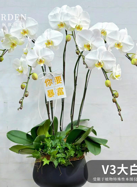 V3大白带花剑白色蝴蝶兰大花品种优雅经典室内桌面高档盆栽年宵花