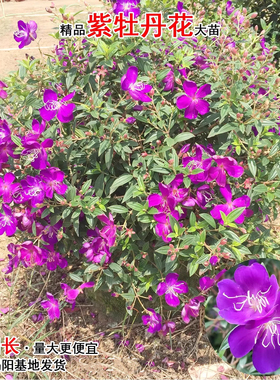 巴西野牡丹盆栽紫牡丹花苗公主花苗蓝稔花多分枝成苗好养庭院植物