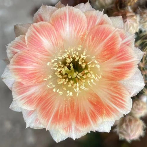 大花彩草开花仙人球仙人掌多肉