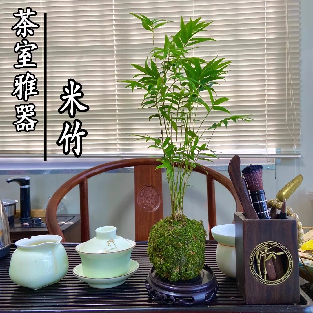 苔藓球植物米竹红观音竹金明竹水培盆景客厅室内桌面观赏竹子盆栽