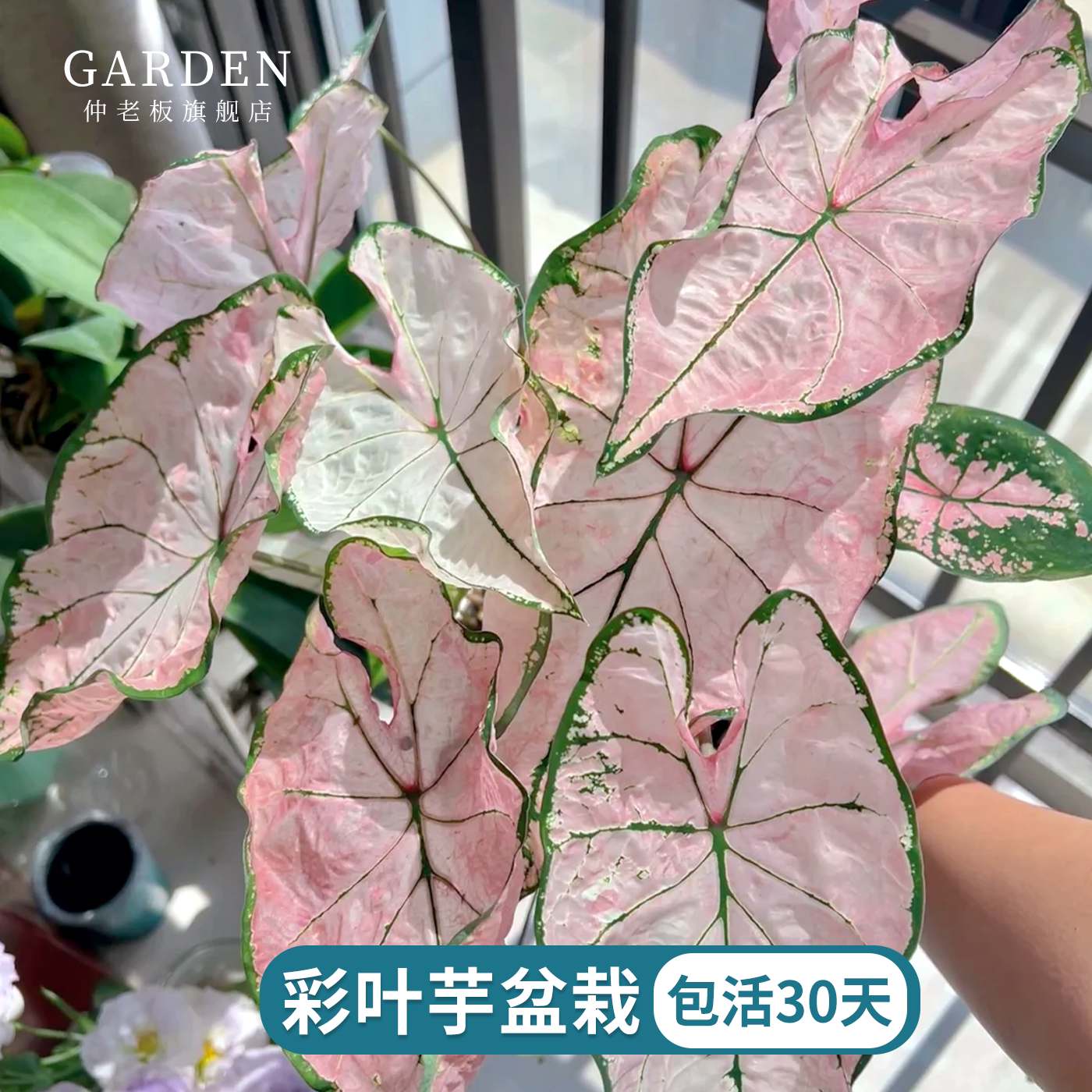 彩叶芋盆栽粉色飞溅植物竹芋好养图片