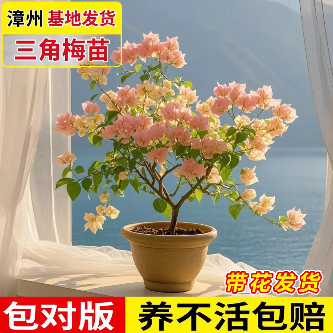 重瓣三角梅四季开花盆栽带花