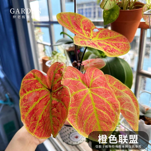 橙色联盟彩叶芋网红ins绿植盆栽