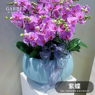 紫蝶三花剑蝴蝶兰花苗带花剑带花苞盆栽大苗花卉四季好养客厅室内