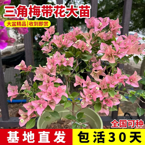 三角梅盆栽带花老桩爬藤绿植花卉
