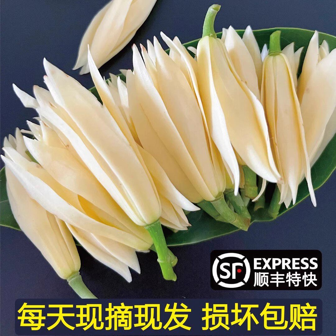 玉兰花鲜花白兰花新鲜采摘现摘的花朵花苞黄角兰黄果兰白玉兰鲜花 - 实物图
