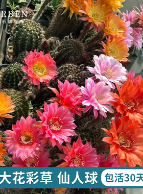 大花彩草开花仙人球仙人掌多肉植物室内外阳台花卉绿植好养活盆栽