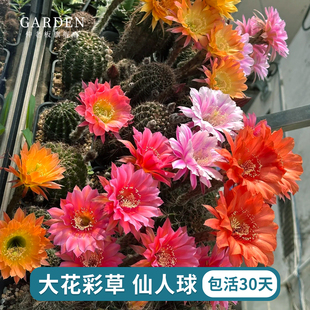 大花彩草开花仙人球仙人掌多肉植物室内外阳台花卉绿植好养活盆栽