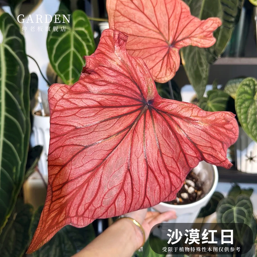 彩叶芋盆栽大球观叶植物好养活